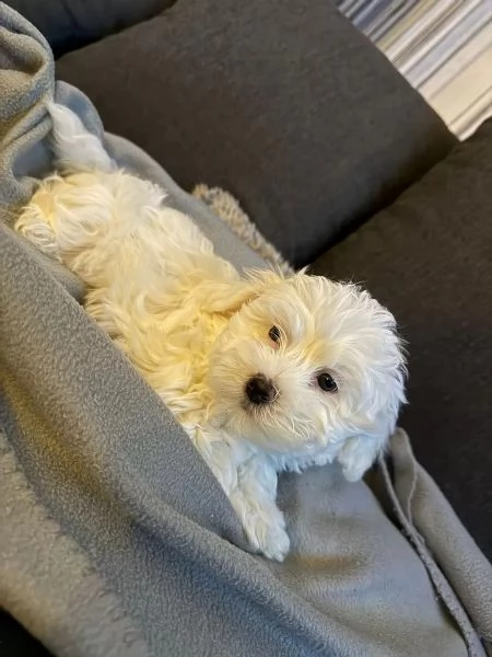 Cuccioli di maltese cercano una famiglia amorevole.