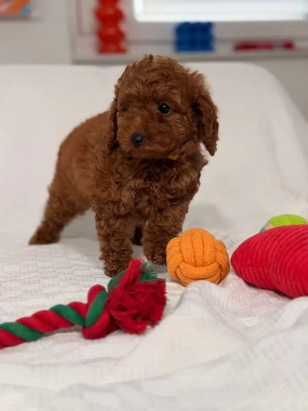 Cucciolata barboncini toy maschietti femminucce | Foto 0