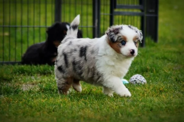 Cuccioli di Pastore Australiano (Australian Shepherd) | Foto 4