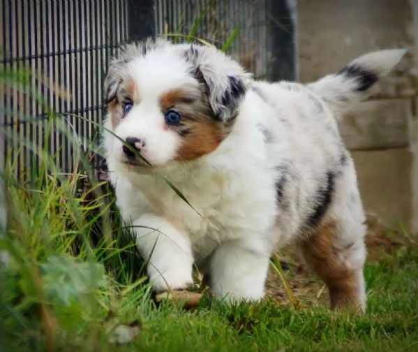 Cuccioli di Pastore Australiano (Australian Shepherd) | Foto 2