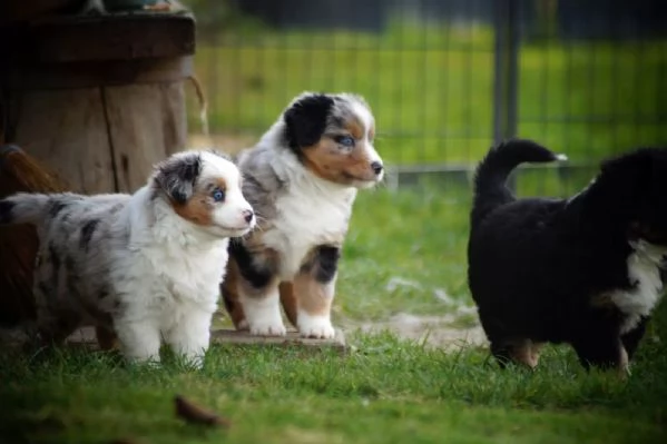 Cuccioli di Pastore Australiano (Australian Shepherd) | Foto 1