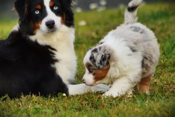 Cuccioli di Pastore Australiano (Australian Shepherd) | Foto 0