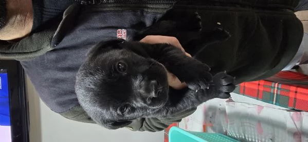 Cuccioli di labrador 