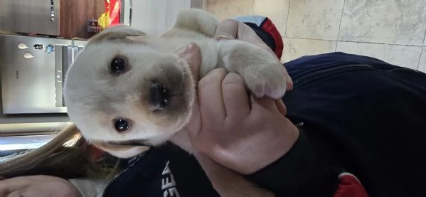 Cuccioli di labrador  | Foto 5