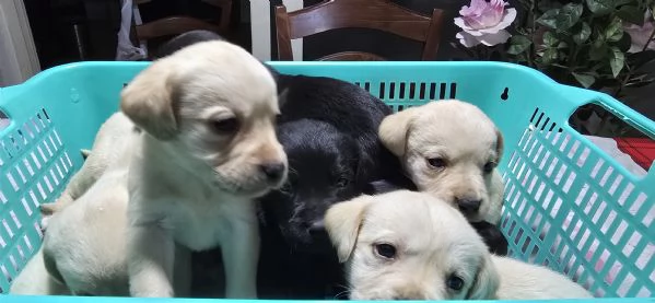 Cuccioli di labrador  | Foto 2