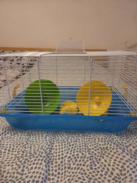 Criceto Russo | Foto 0