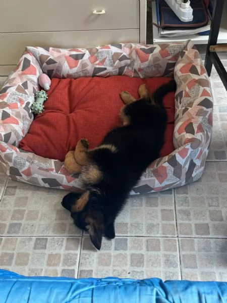 Cucciolo di pastore tedesco | Foto 1