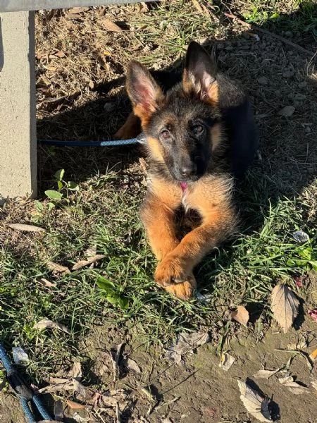 Cucciolo di pastore tedesco | Foto 0