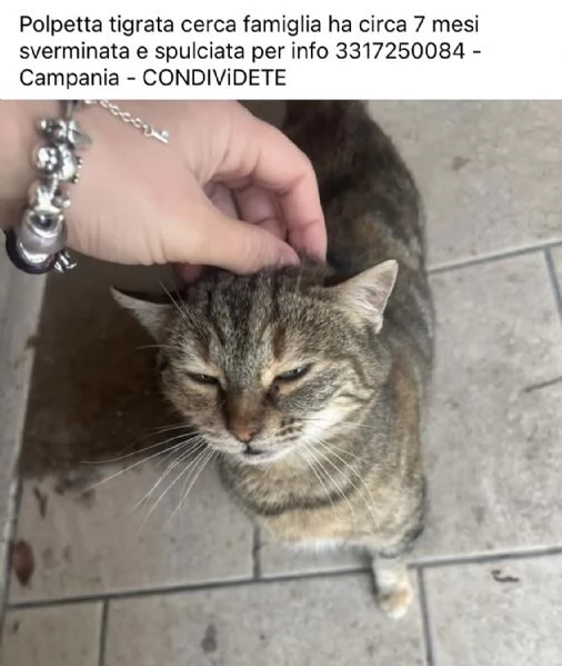 Polpetta striata circa 7 mesi cerca casa 