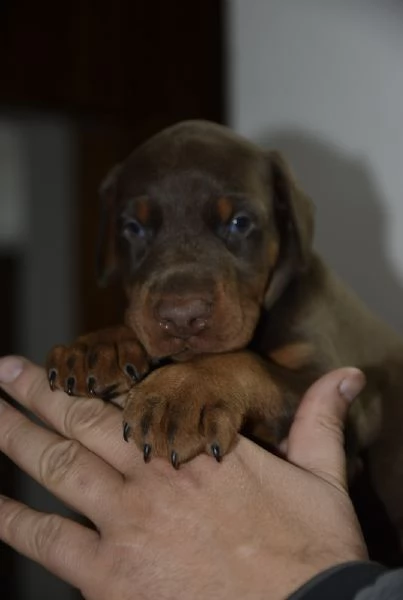 Doberman – cuccioli bellissimi | Foto 5