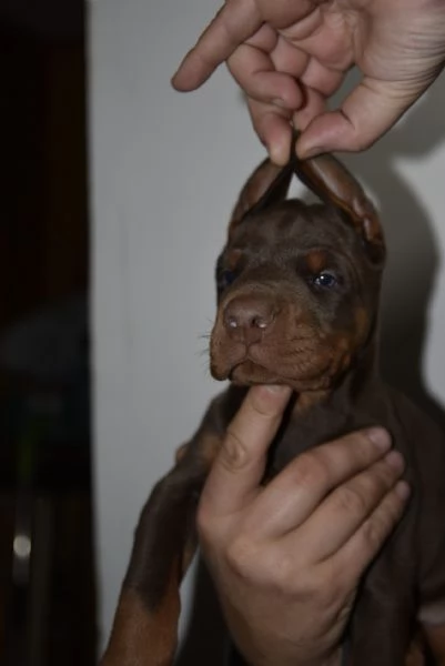 Doberman – cuccioli bellissimi | Foto 4