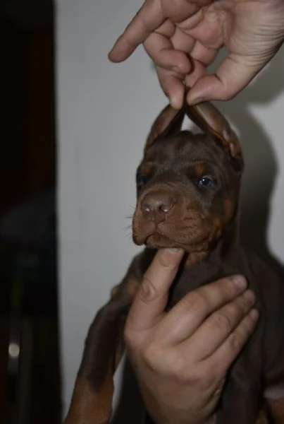 Doberman – cuccioli bellissimi | Foto 3