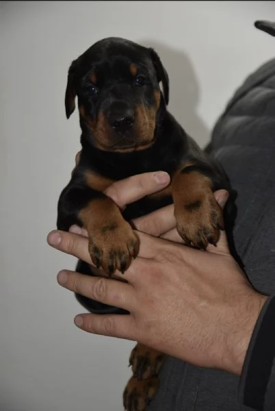 Doberman – cuccioli bellissimi | Foto 2