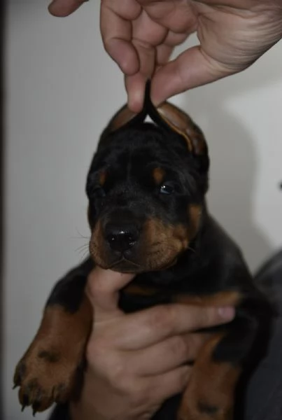 Doberman – cuccioli bellissimi | Foto 1