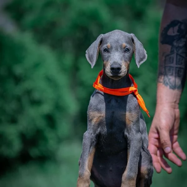 Doberman – cuccioli bellissimi