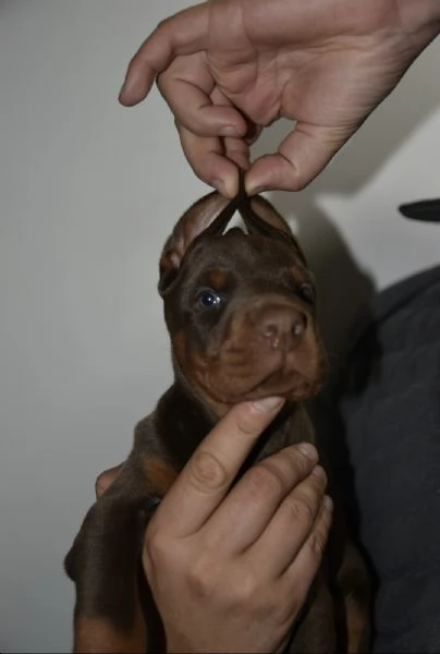 Doberman – cuccioli bellissimi | Foto 0