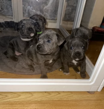 Bellissimi cuccioli di American Staffordshire Terrier | Foto 0