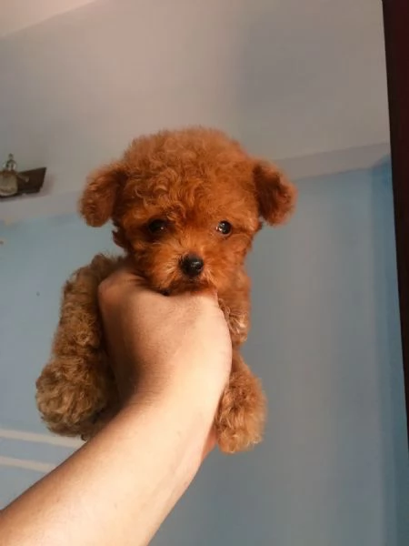 Meravigliosi barboncini toy disponibili !!!!