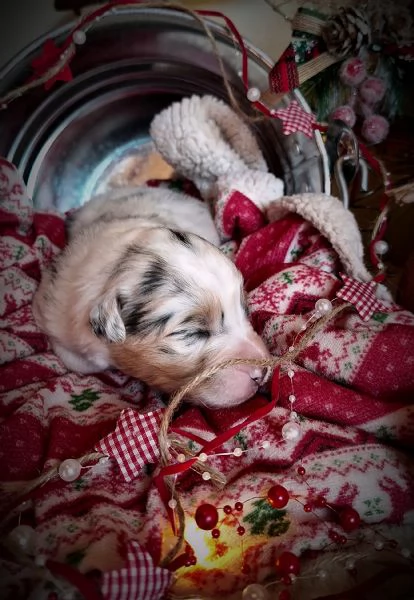 CUCCIOLI PASTORE AUSTRALIANO | Foto 5