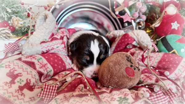 CUCCIOLI PASTORE AUSTRALIANO | Foto 4