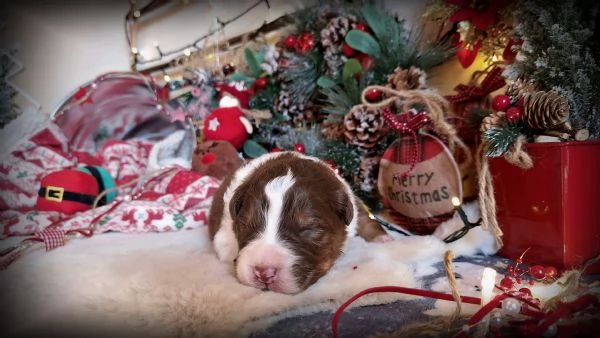 CUCCIOLI PASTORE AUSTRALIANO | Foto 3