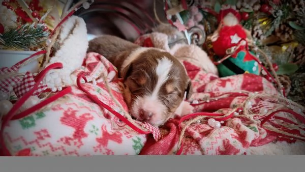 CUCCIOLI PASTORE AUSTRALIANO | Foto 2