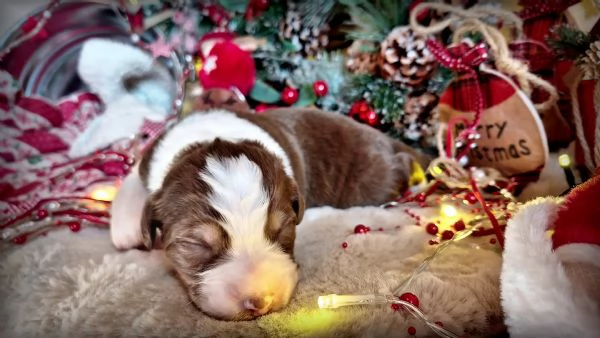 CUCCIOLI PASTORE AUSTRALIANO | Foto 0