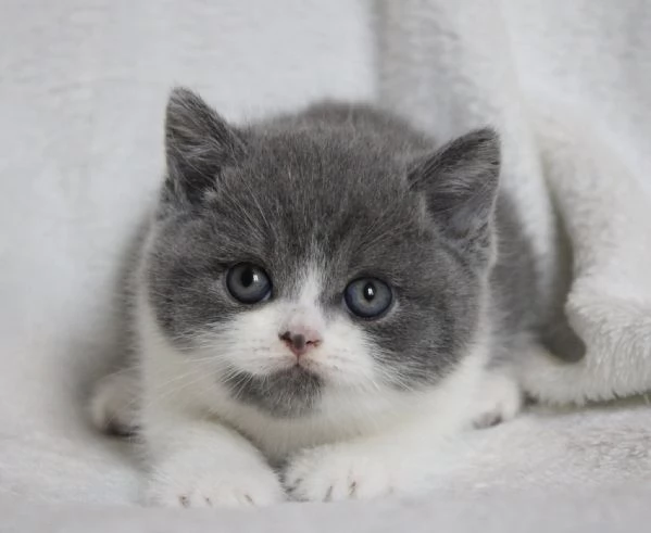 Due British shorthair | Foto 0