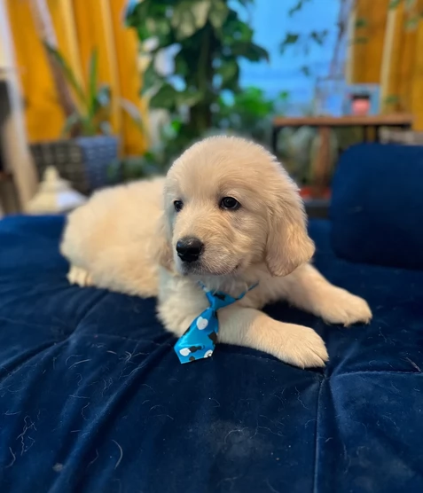 Golden Retrivr registrati