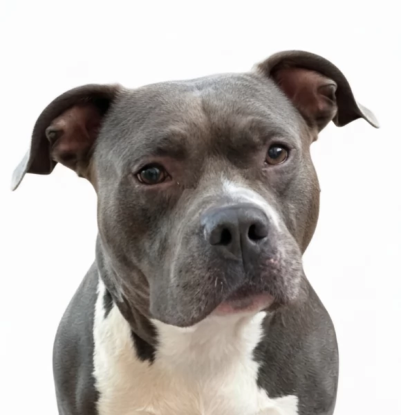 Cuccioli di American Staffordshire Terrier Blue  | Foto 3