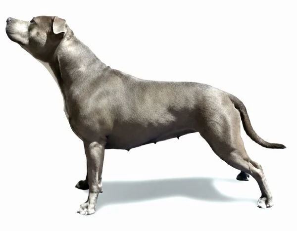 Cuccioli di American Staffordshire Terrier Blue  | Foto 2