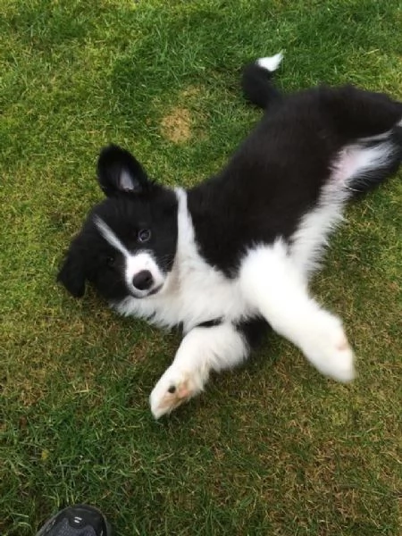 Vendo cucciolo di Border collie maschio di due mesi 