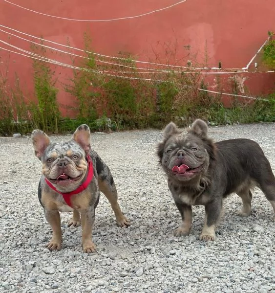Femminuccia di Bulldog francese esotico