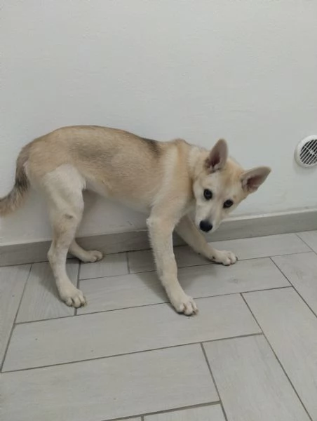 Cucciola 4 mesi regalo cane incrocio husky 