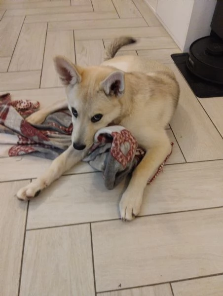 Cucciola 4 mesi regalo cane incrocio husky  | Foto 0