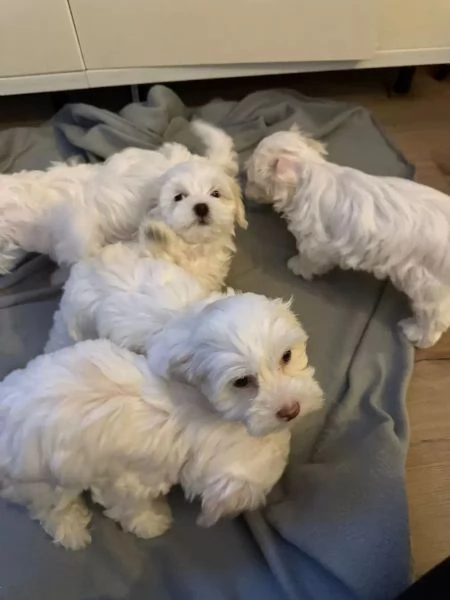 Disponibile femmina maltese di 4 mesi, vaccinata, svermata e con microchip | Foto 0
