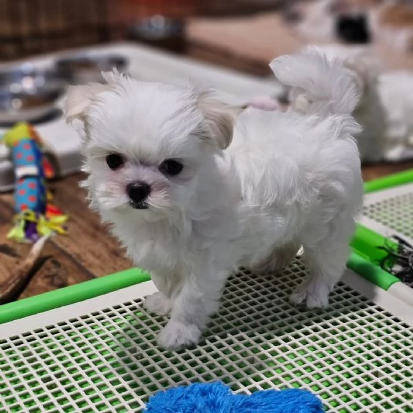 Meraviglioso e dolcissimo cucciolo di maltese maschio e femmina 