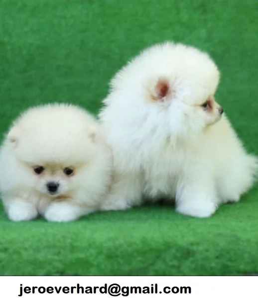cuccioli di Volpini Spitz di Pomerania a disposizione. | Foto 0