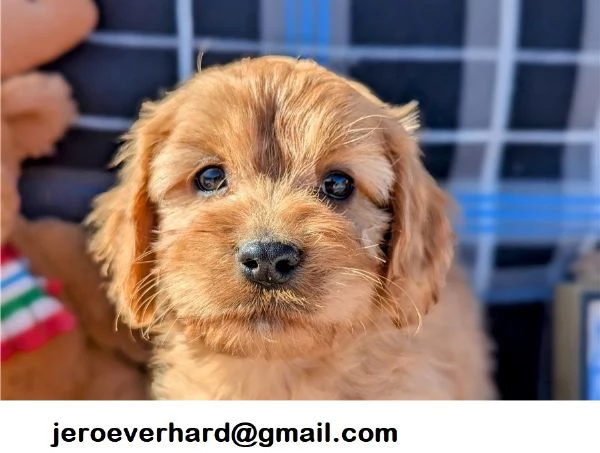 Bellissimo cucciolo di Cavalier king