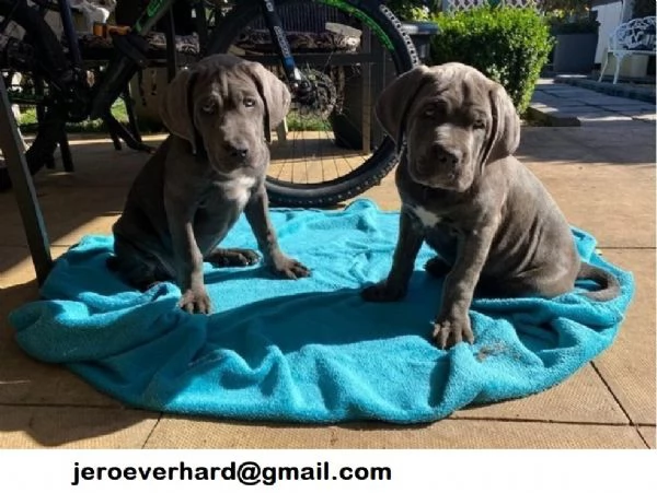 cuccioli di cane corso
