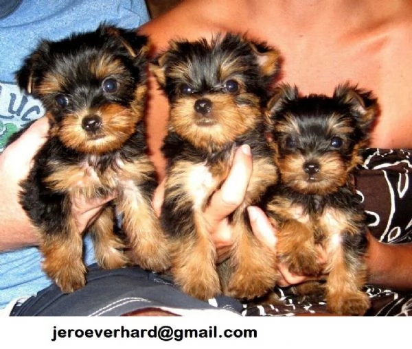 Disponibili cuccioli di Yorkshire terrier