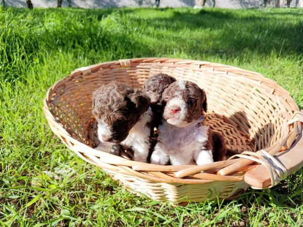 Cuccioli Lagotto Romagnolo 