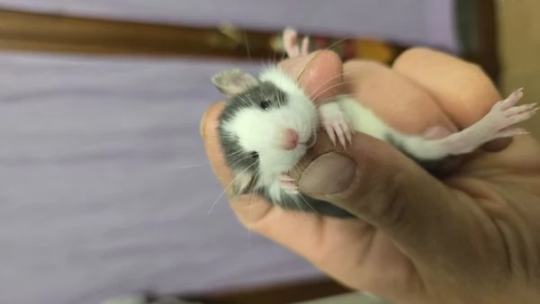 Ratti da compagnia | Foto 0