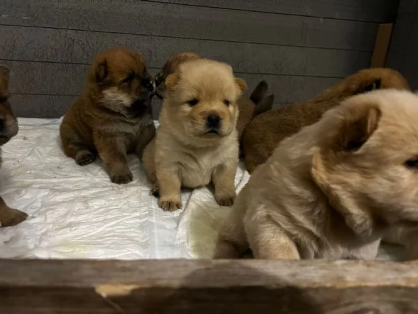 Cuccioli di Chow Chow  | Foto 4