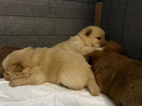 Cuccioli di Chow Chow  | Foto 3