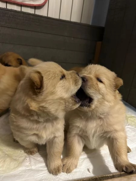 Cuccioli di Chow Chow 
