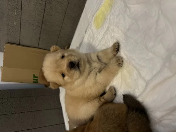 Cuccioli di Chow Chow  | Foto 0