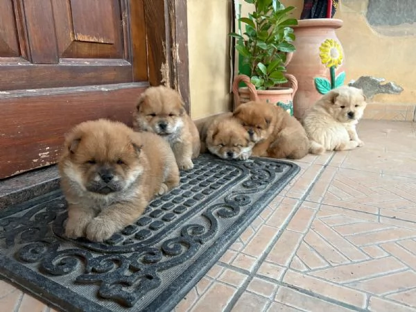 Cuccioli di Chow Chow   | Foto 2