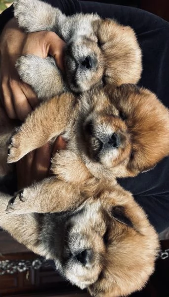 Cuccioli di Chow Chow   | Foto 0
