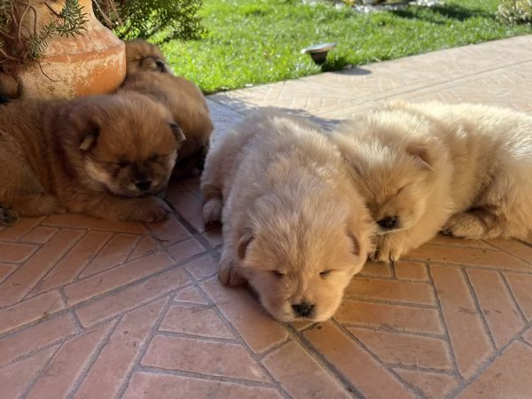 Cuccioli di Chow Chow  